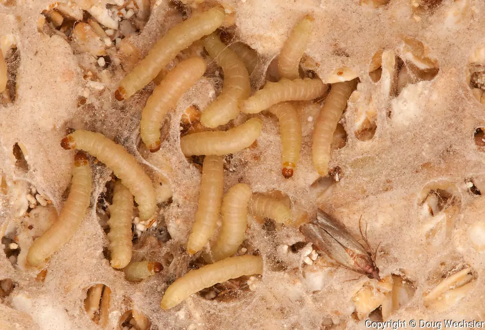 i0000uhxwmh3obuu-min