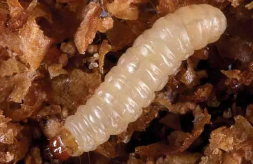 indianmeal-moth01-min