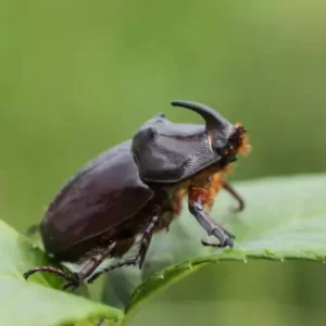 فرمون سوسک کرگدنی خرما برای کنترل آفات نخلستان