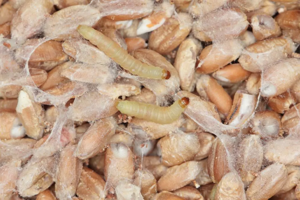 plodia-interpunctella-larvae-shutterstock-1350815750-1024x683-min