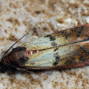 پروانه شبپره هندی روی برگ گیاه در طبیعت