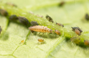 حشره تحت تاثیر پاتوژن‌های بیولوژیک