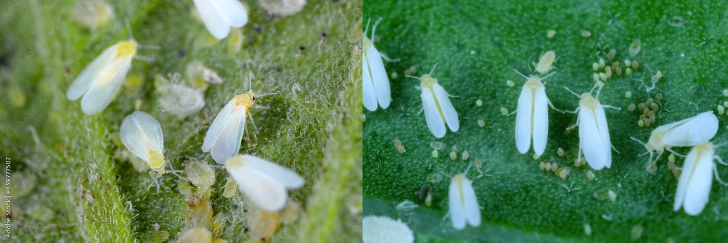 مگس سفید برگ نقرهای و مگس سفید گلخانهای روی برگ گیاه