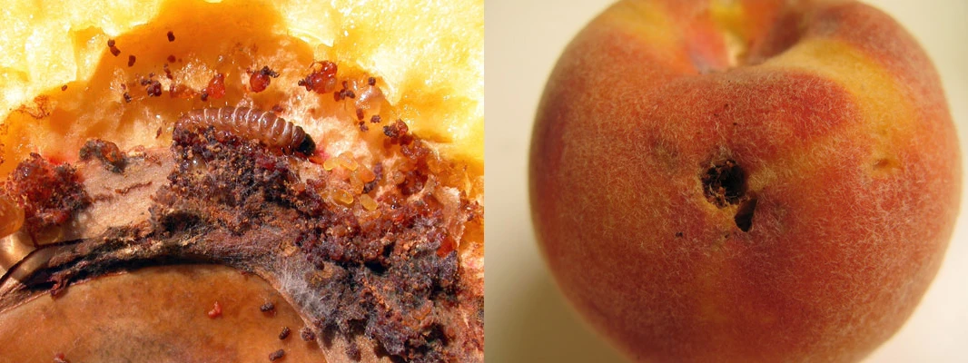 میوه هلو آسیب‌دیده بر اثر کرم سرشاخه‌خوار