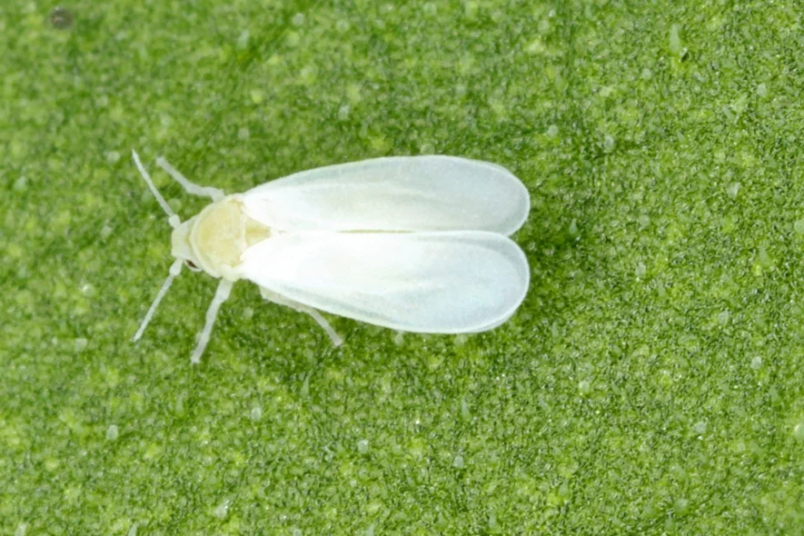 نمای نزدیک حشره بالغ مگس سفید یا سفیدبالک روی برگ گیاه