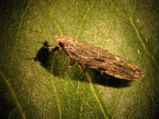 پروانه بالغ کرم سرشاخهخوار هلو نشسته روی برگ درخت