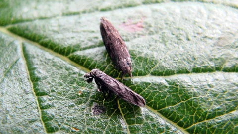 پروانه بالغ کرم سرشاخهخوار هلو روی برگ درخت هلو