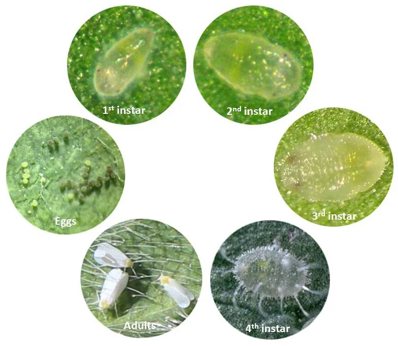 چرخه زندگی مگس سفید گلخانهای شامل تخم، لارو، شفیره و حشره بالغ روی برگ گیاه