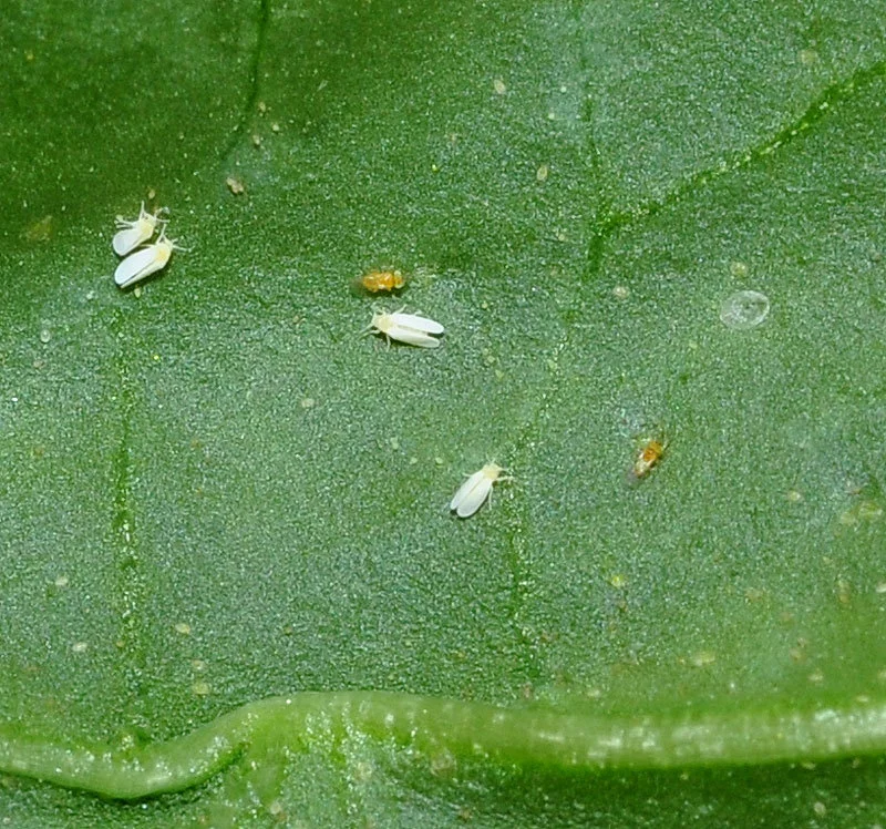 شکار مگس سفید گلخانهای توسط زنبور پارازیتوئید به عنوان دشمن طبیعی