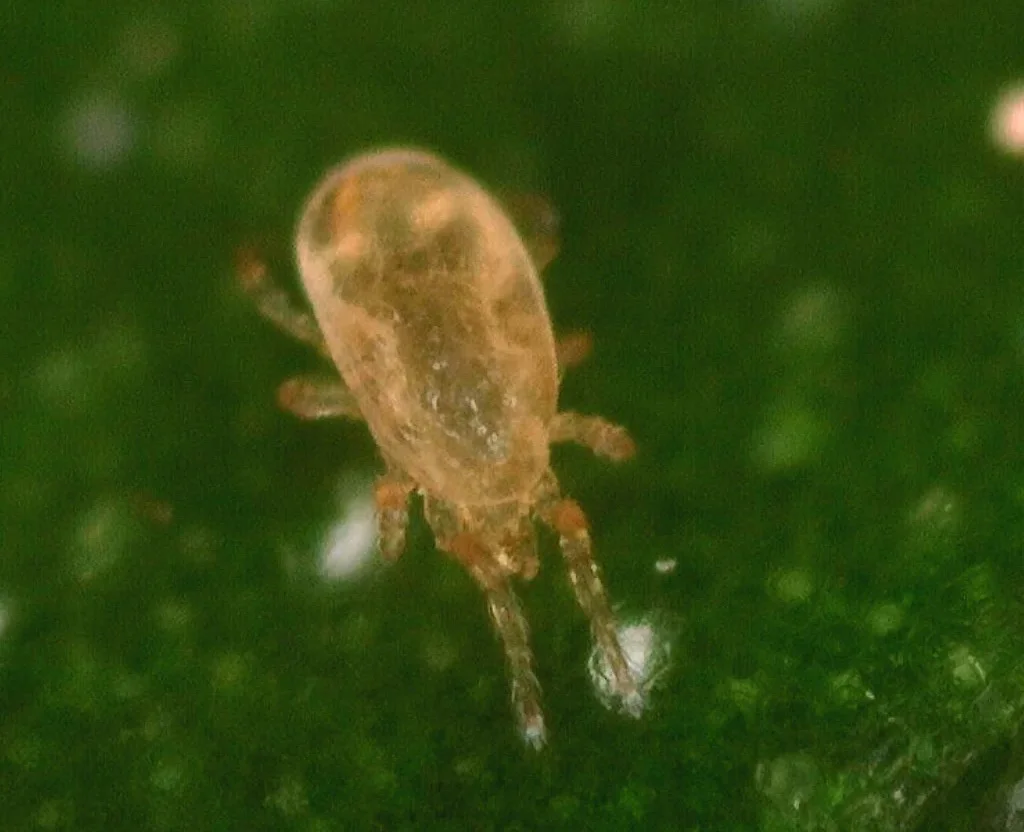 کنه شکارچی روی برگ گیاه در حال تغذیه از آفات کوچک