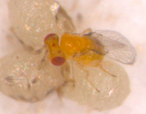 شبپره کرم گلوگاه انار روی شاخه یا میوه