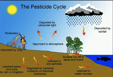 اثر باران بر چرخه سموم در باغ و محصولات کشاورزی