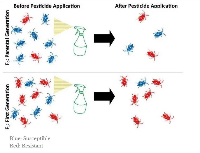 آفات کشاورزی و تأثیر آنها بر محصولات