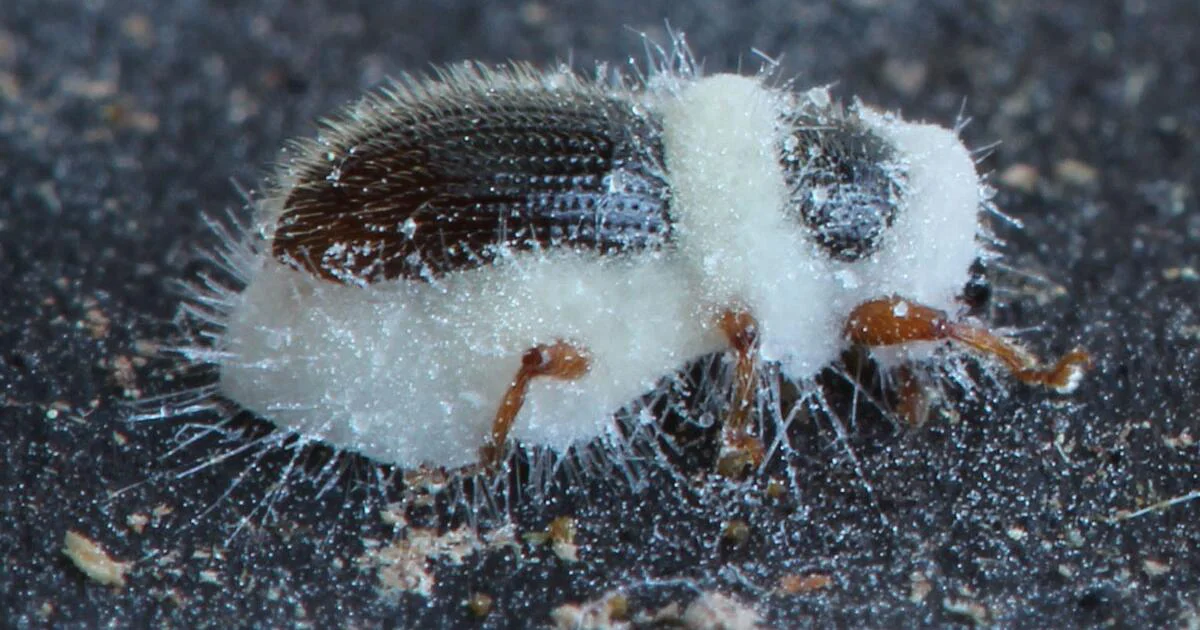 سموم گیاهی و طبیعی برای کنترل آفات