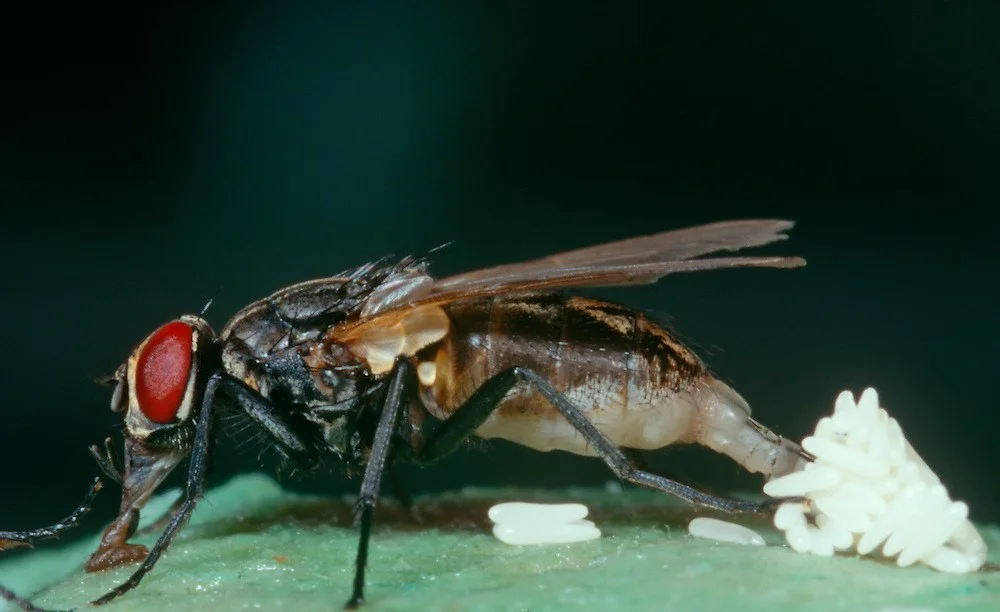 مگس خانگی مزاحم در محیط زندگی