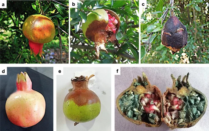 انار کپکزده روی شاخه درخت، نشاندهنده آسیب ناشی از بیماری قارچی