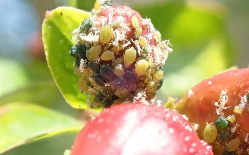 علائم آسیب آفات روی میوه و برگهای انار و روشهای مدیریت آن