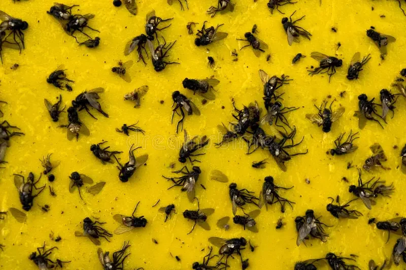 تله چسبناک مخصوص به دام انداختن مگسهای خانگی