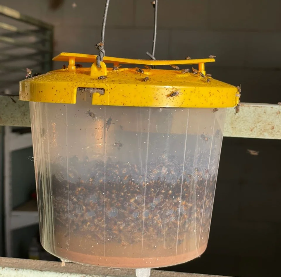 تلهگذاری مگس خانگی در محیط