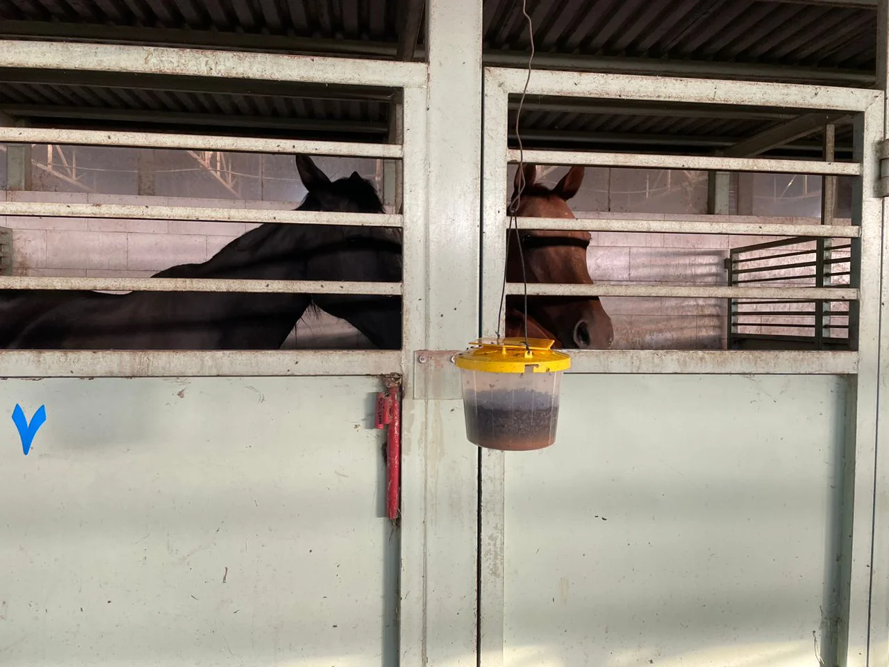 استفاده از تله برای شکار مگسهای خانگی