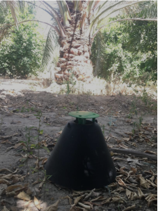 سوسک سرخرطومی حنایی، آفت نخل و خرما