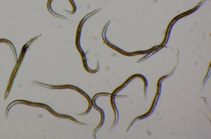 لارو سوسک سرخرطومی حنایی خرما