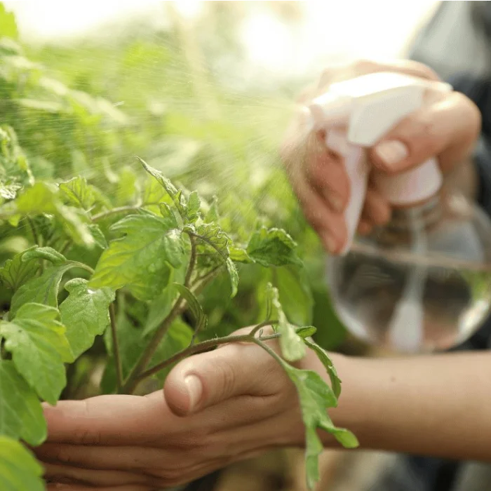 رسیدگی به گیاهان در باغ یا مزرعه