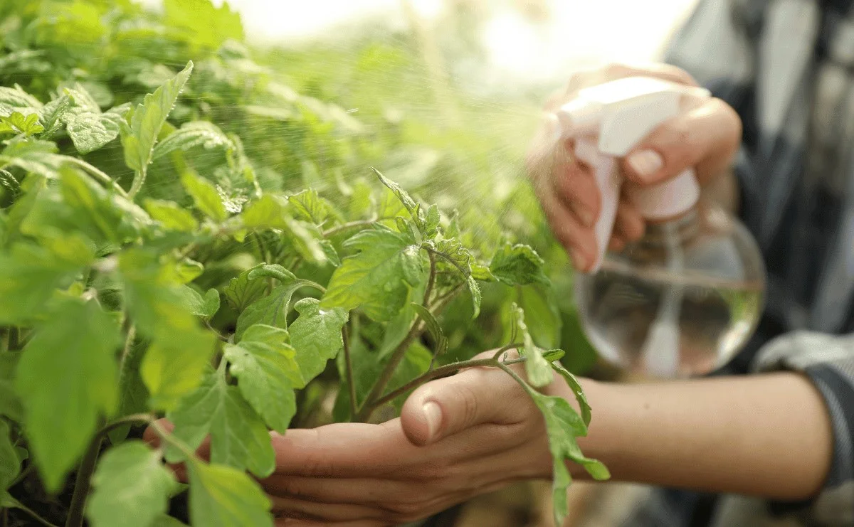 مراقبت از گیاهان برای رشد بهتر