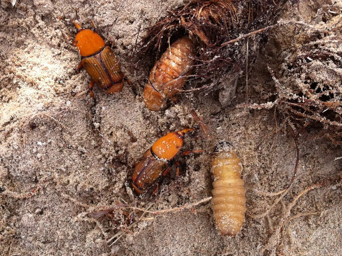 مبارزه با سرخرطومی حنایی خرما
