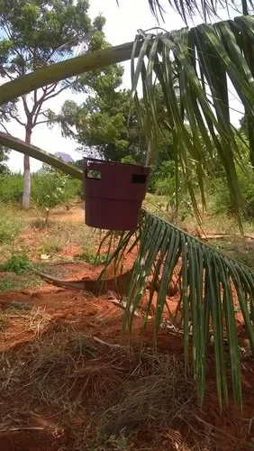 تله برای شکار سوسک حنایی خرما