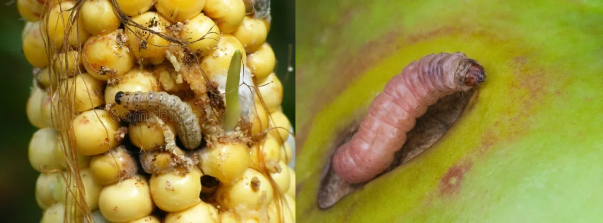 لارو کرم سیب (راست) و لارو کرم ساقهخوار اروپایی ذرت (چپ)