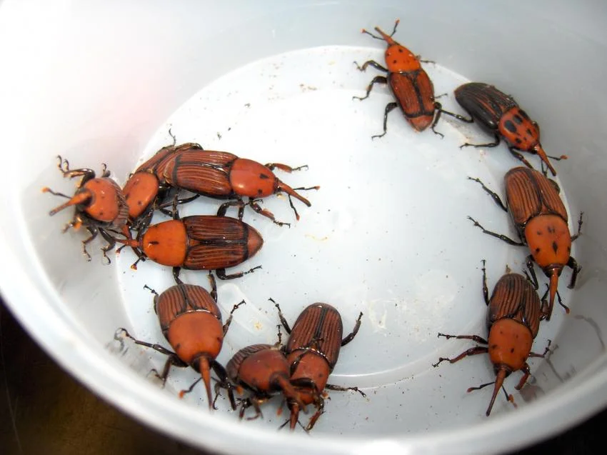 سوسک حنایی خرما