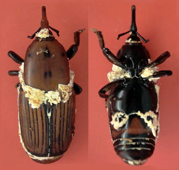 سوسک بالغ سرخرطومی حنایی خرما