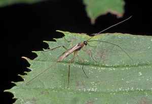 شکارگر طبیعی کرم سرشاخه‌خوار هلو در حال تغذیه روی شاخه یا لارو آفت