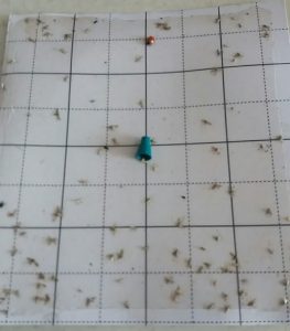 نصب فرمون کرم سرشاخهخوار هلو روی شاخه درخت برای جذب پروانههای بالغ