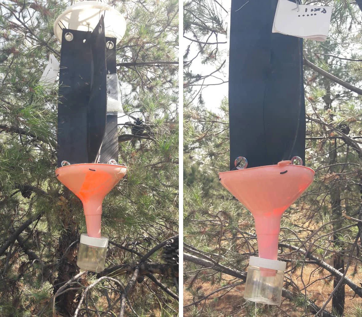 روش تلهگذاری سوسک پوستخوار کاج برای کنترل آفت در درختان کاج