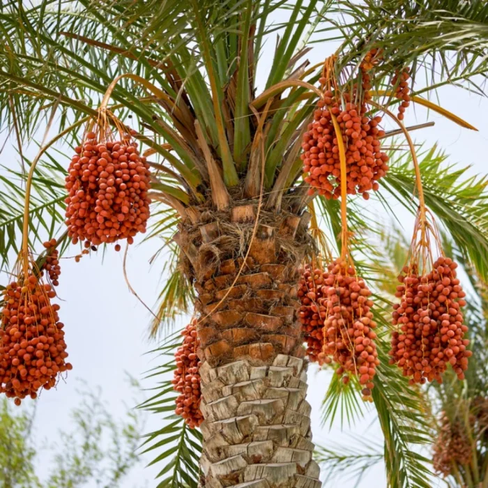 درخت نخل سالم در نخلستان