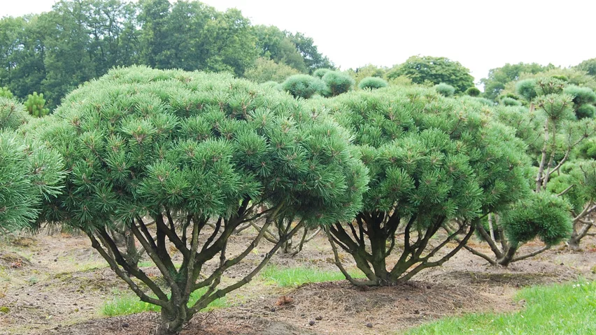 درختان کاج سالم و سبز در جنگل در معرض حمله سوسک پوستخوار کاج