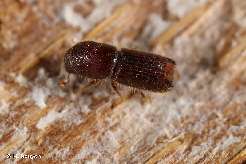 تصویر نزدیک سوسک پوستخوار کاج (Orthotomicus erosus) روی تنه درخت"