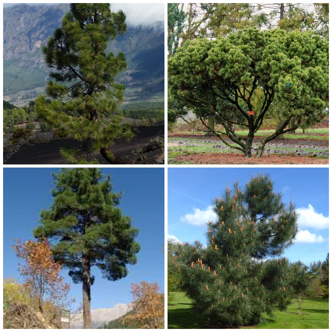 درختان کاج سبز در جنگل در معرض حمله سوسک پوستخوار کاج