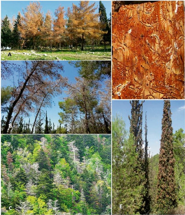 سوسک پوستخوار کاج روی تنه درخت کاج آسیبدیده