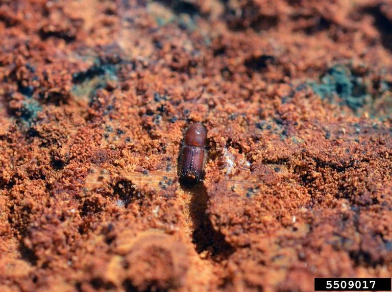 تصویر نزدیک سوسک پوستخوار کاج (Orthotomicus erosus) روی تنه درخت