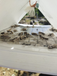 تله فرمون کرم خراط 