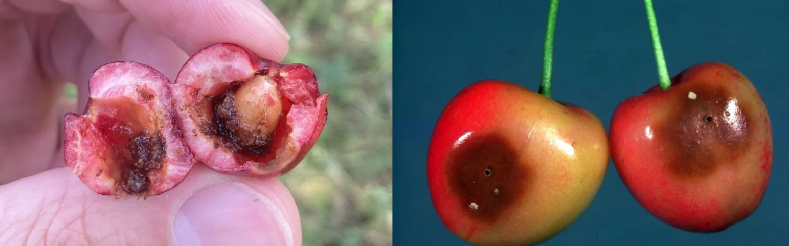 گیلاس آفتزده با علائم خسارت ناشی از مگس گیلاس