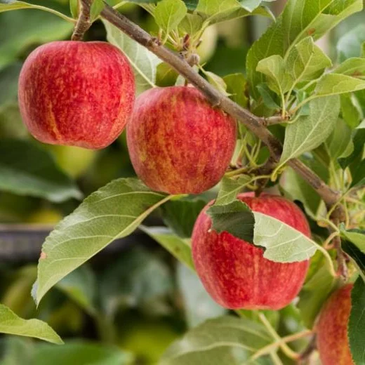 سیب سالم روی درخت، محافظت شده در برابر آفات و بیماری‌ها
