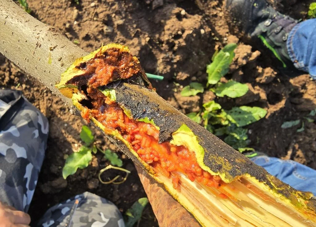 اندازه و رنگ تلههای فرمونی بر شکار کرم خراط