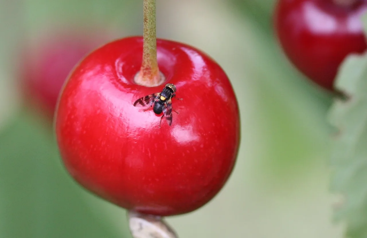 مگس گیلاس روی میوه رسیده درخت