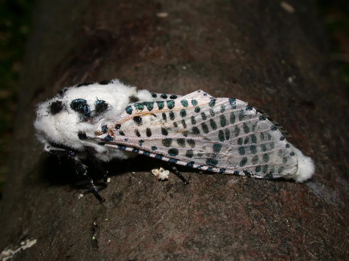 پروانه کرم خراط گردو روی شاخه درخت