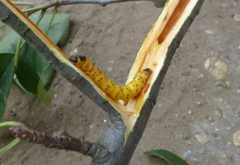 لارو کرم خراط گردو داخل شاخه درخت