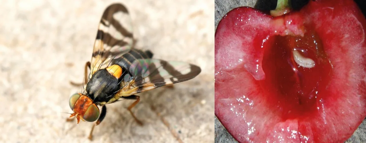مگس گیلاس بالغ و گیلاس آسیبدیده با لارو آفت داخل میوه